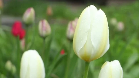 White Tulips close-up Camara motion Stock Footage 75793632