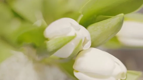 White tulips, Close up Stock-Footage 236341749