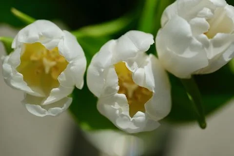 White tulips close up Stock Photos