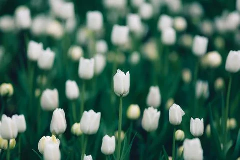 White tulips close-up Stock Photos