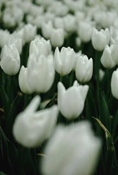 White tulips close up. Spring blooming tulip buds, tulip flower with green Foto stock