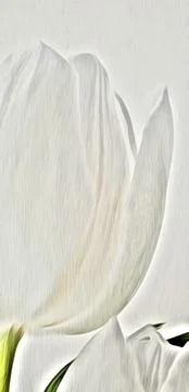 White tulips close-up on a white background watercolor Stock Illustration