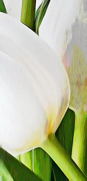 White tulips close-up on a white background watercolor Stock Illustration