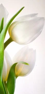 White tulips close-up on a white background Stock Photos