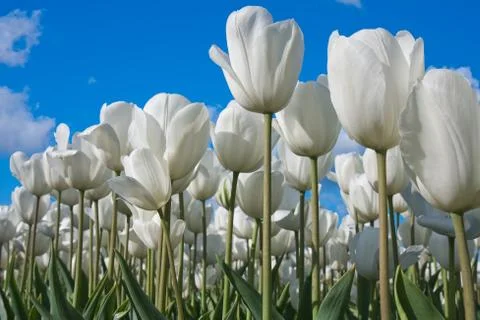 White tulips facing the sky Stock Photos