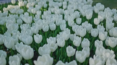 White tulips field blooming spring flowers nature background pattern 스톡 동영상 333423443