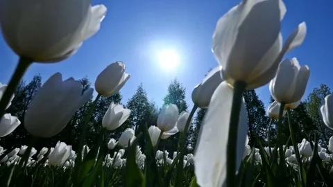 White Tulips on the Field. Vídeos de archivo 75124633