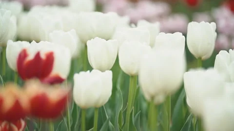 White tulips on the field Stock Footage 115313589