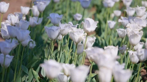 White tulips in the field. selective focus Stock Footage 90423031
