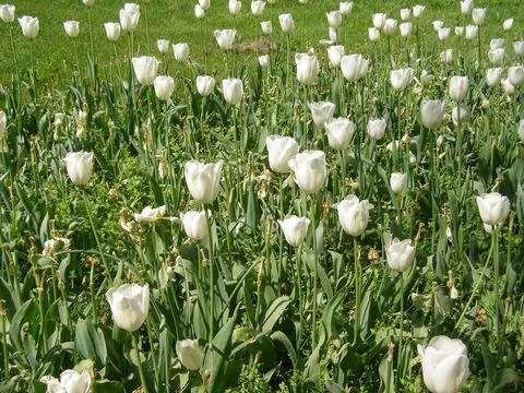 White tulips flower 스톡 사진