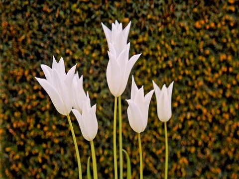 White tulips on the flowerbed Stock Footage 75561425