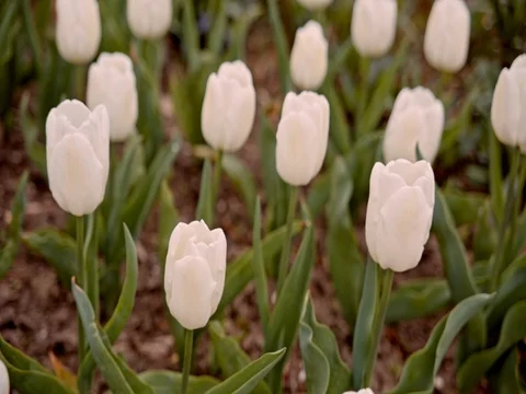White tulips on the flowerbed Video stock 75563371