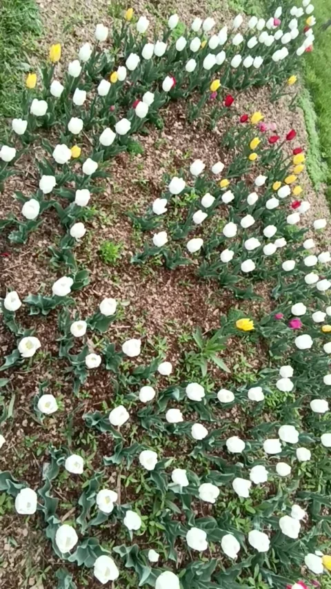 White Tulips Flowerbed Top View  Camera Movement Stock Footage 332866299