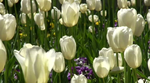 White tulips Video stock 400908