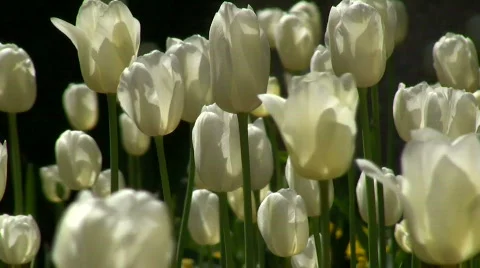 White tulips Stock Footage 401109