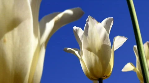 White Tulips Stock Footage 711513