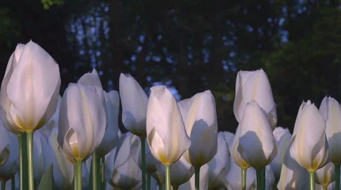 White tulips Stock Footage 4984308