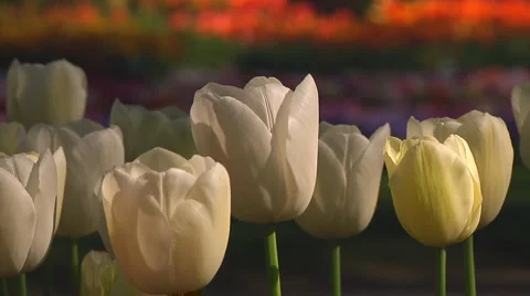 White tulips Stock Footage 4993228