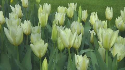 White tulips Stock Footage 10740587
