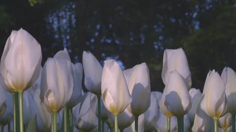 White tulips Stock Footage 10741757