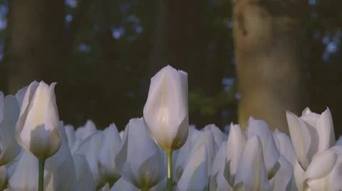White tulips Stock Footage 10741765