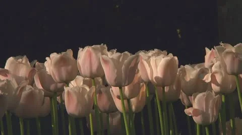 White tulips Stock Footage 10742057