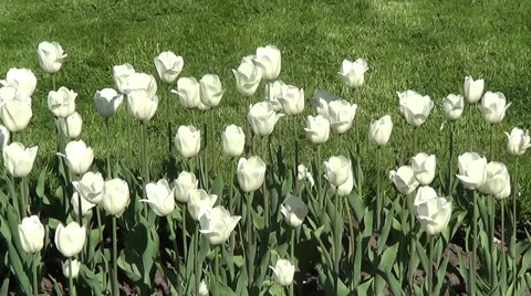 White tulips Stock Footage 59890953