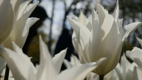 White tulips Stock Footage 75060778