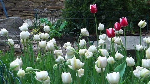White tulips. Stock Footage 75628026