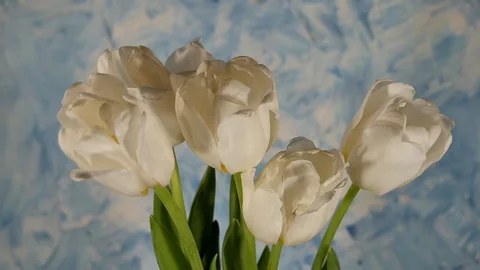 White tulips 動画素材 117337565