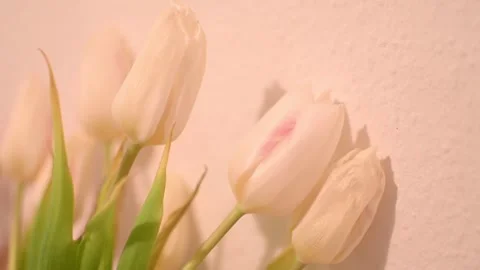 White tulips Video stock 265494863