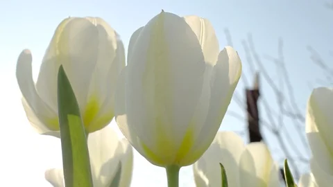 White tulips at garden Stock Footage 106992634