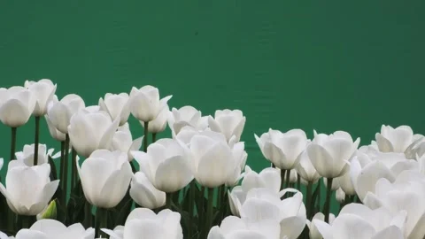 White tulips on a green screen Stock Footage 327929531