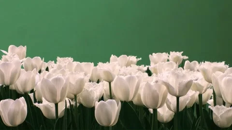 White tulips  on a green screen Stock Footage 327929938