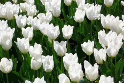 White tulips Stock Illustration