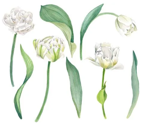 White tulips with leaves, bright vector watercolor Stock Illustration