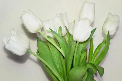 White tulips on a light background Stock Photos