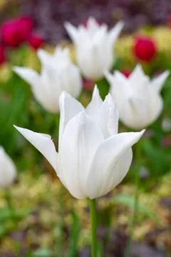 White tulips make a stunning display in any garden. Stock Photos
