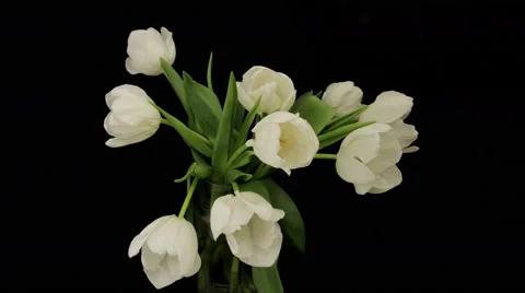 White Tulips Opening Time Lapse 4k 스톡 동영상 48055003
