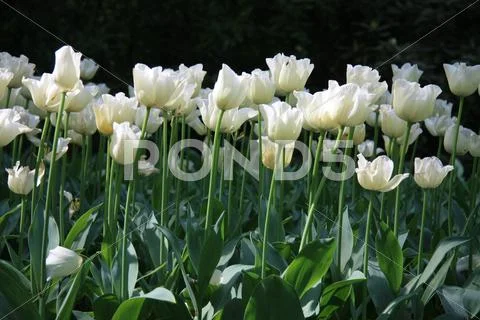 White tulips Stock Photos