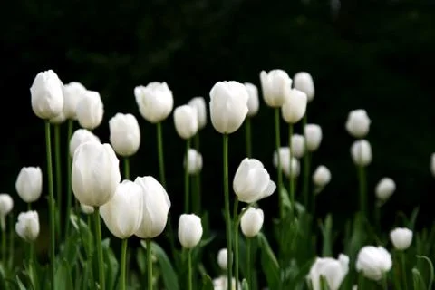 White tulips Stock Photos