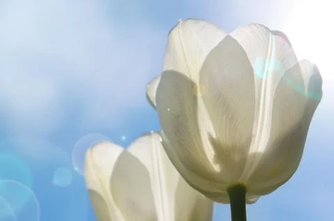 White tulips Stock Photos