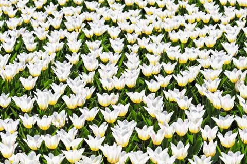 White tulips Stock Photos