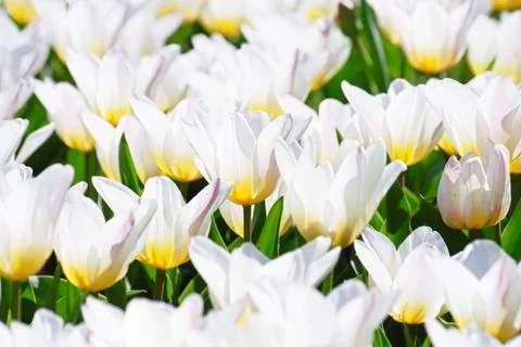 White tulips Stock Photos