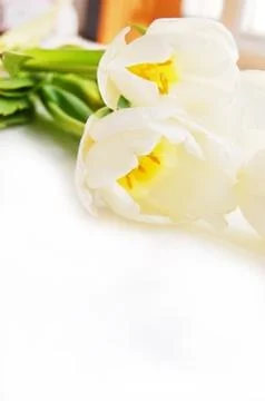 White tulips Stock Photos