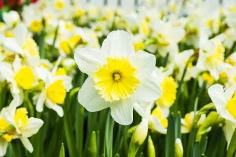 White tulips Stock Photos