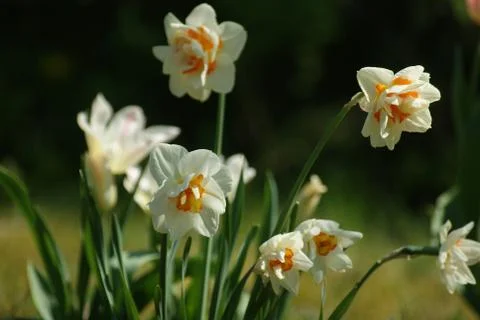 White tulips Stock Photos