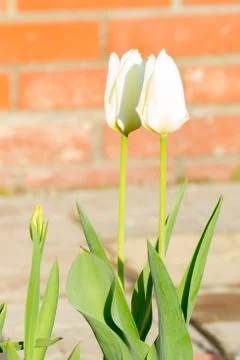 White tulips Stock Photos
