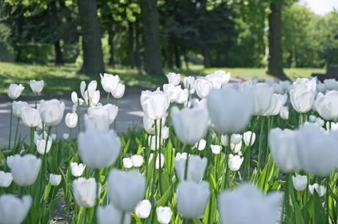 White tulips Stock Photos