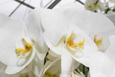 White tulips Stock Photos